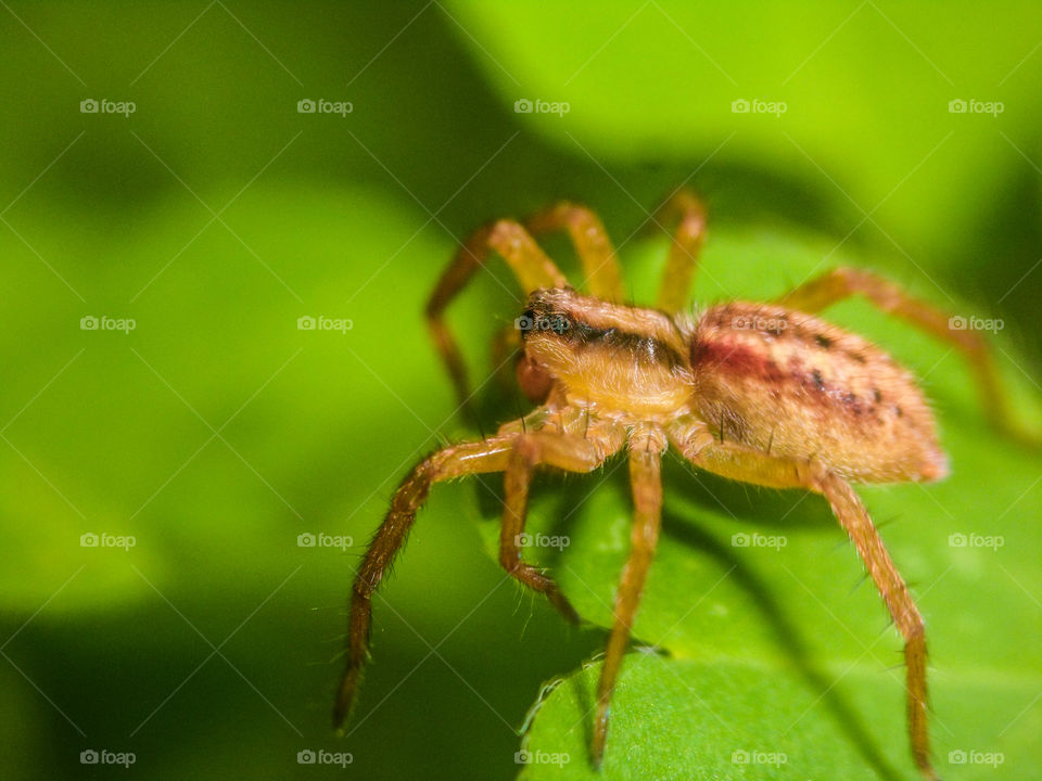 small yellow garden spider on a leaf