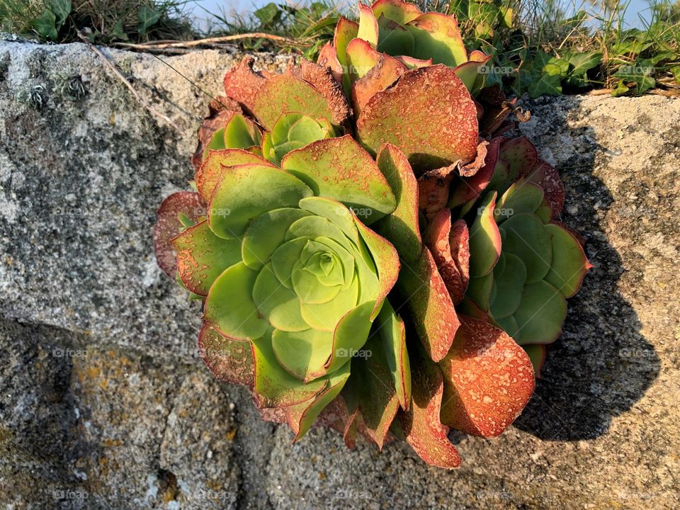 Scillonian succulent - Aeonium Arboreum - growing from a stone wall, basking in the Cornish sunshine
