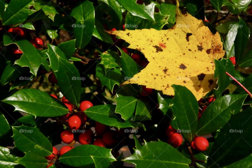 Yellow  leaf on a holly bush