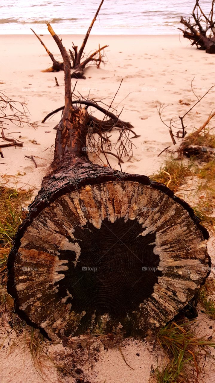 Tree trunk on the beach.