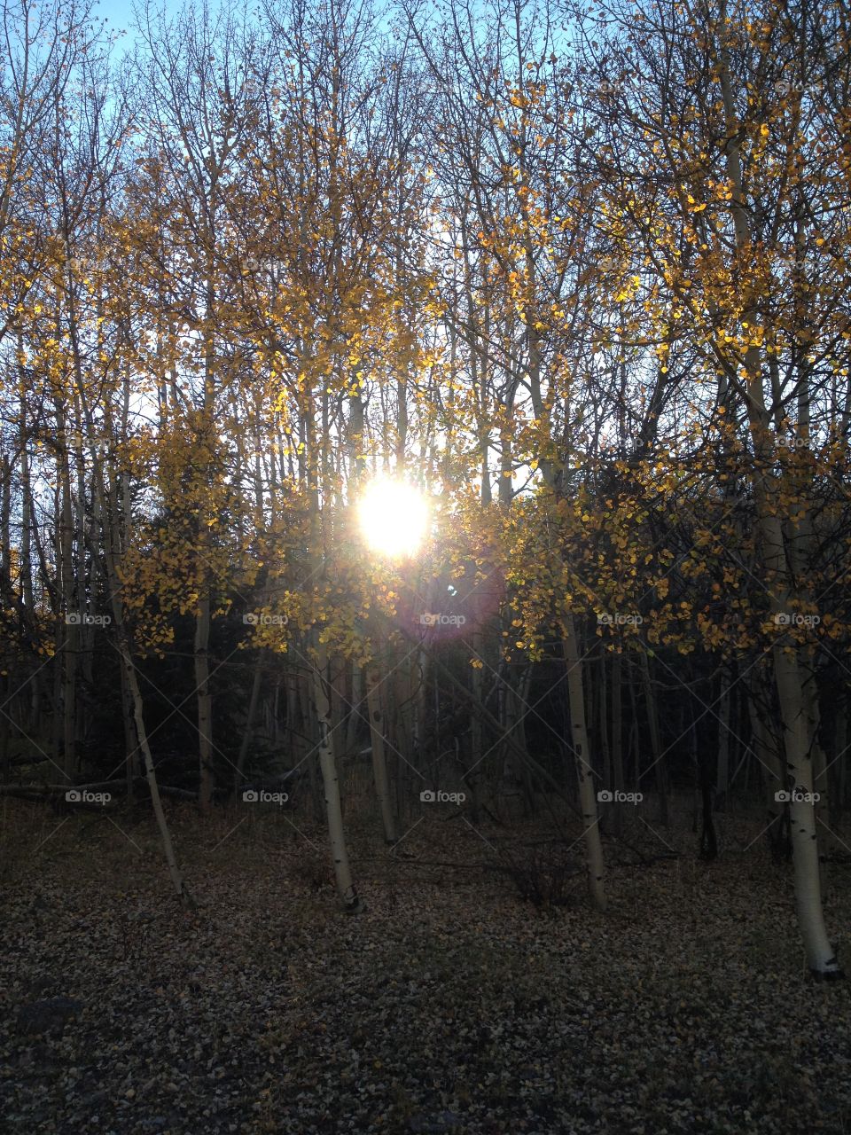Fall evening. Sunday afternoon drive to see the Aspen trees. 