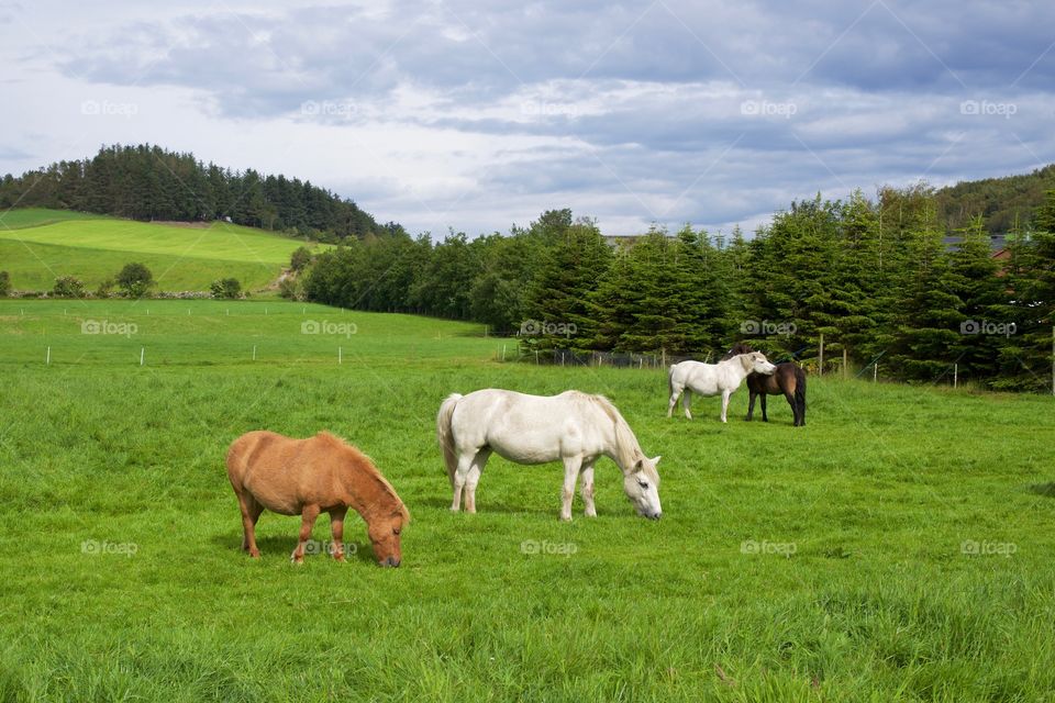 Horses on pasture . Four horses feeding on a field of grass in Norwegian countryside around Stavanger.