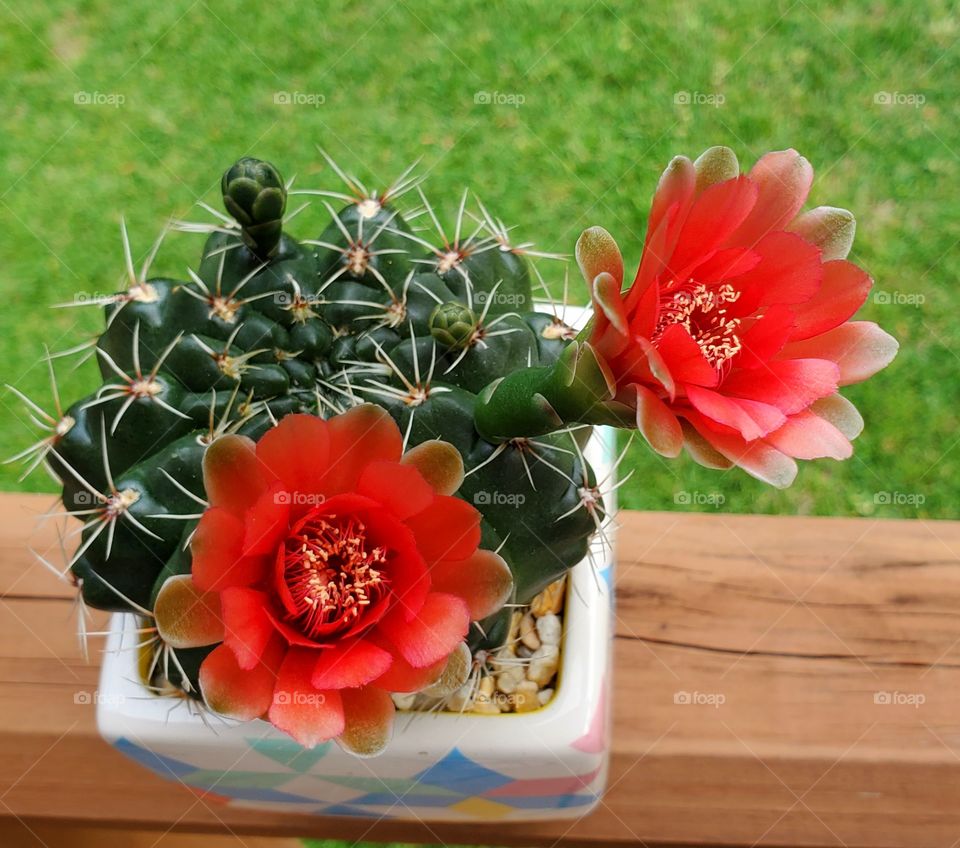 cactus flowers