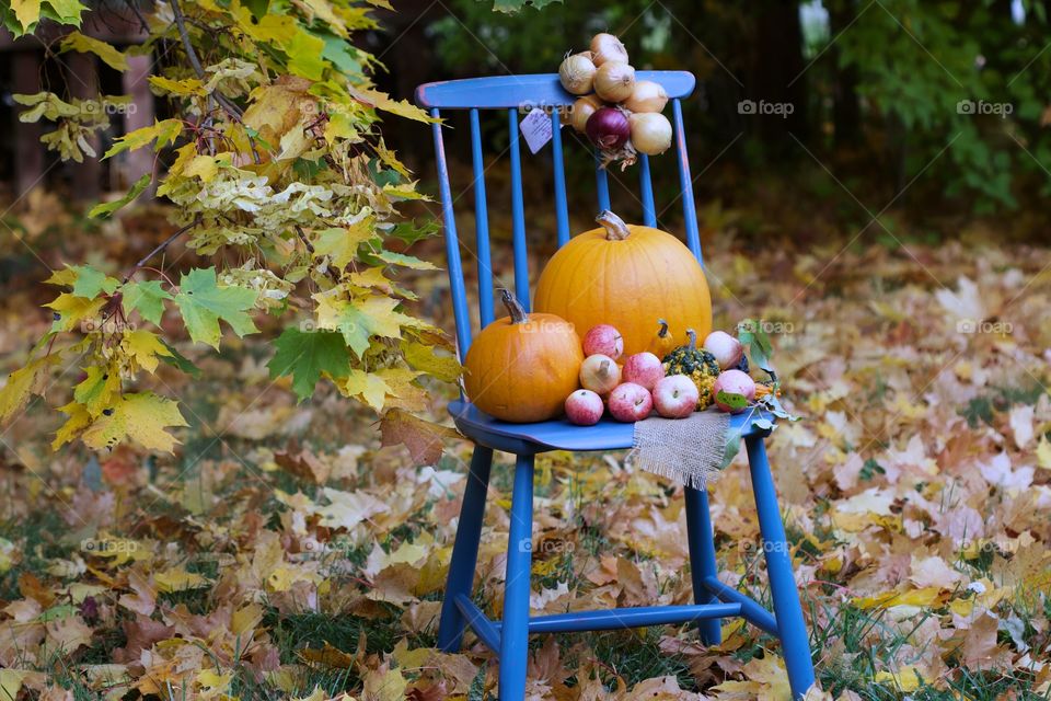 autumn, pumpkins time