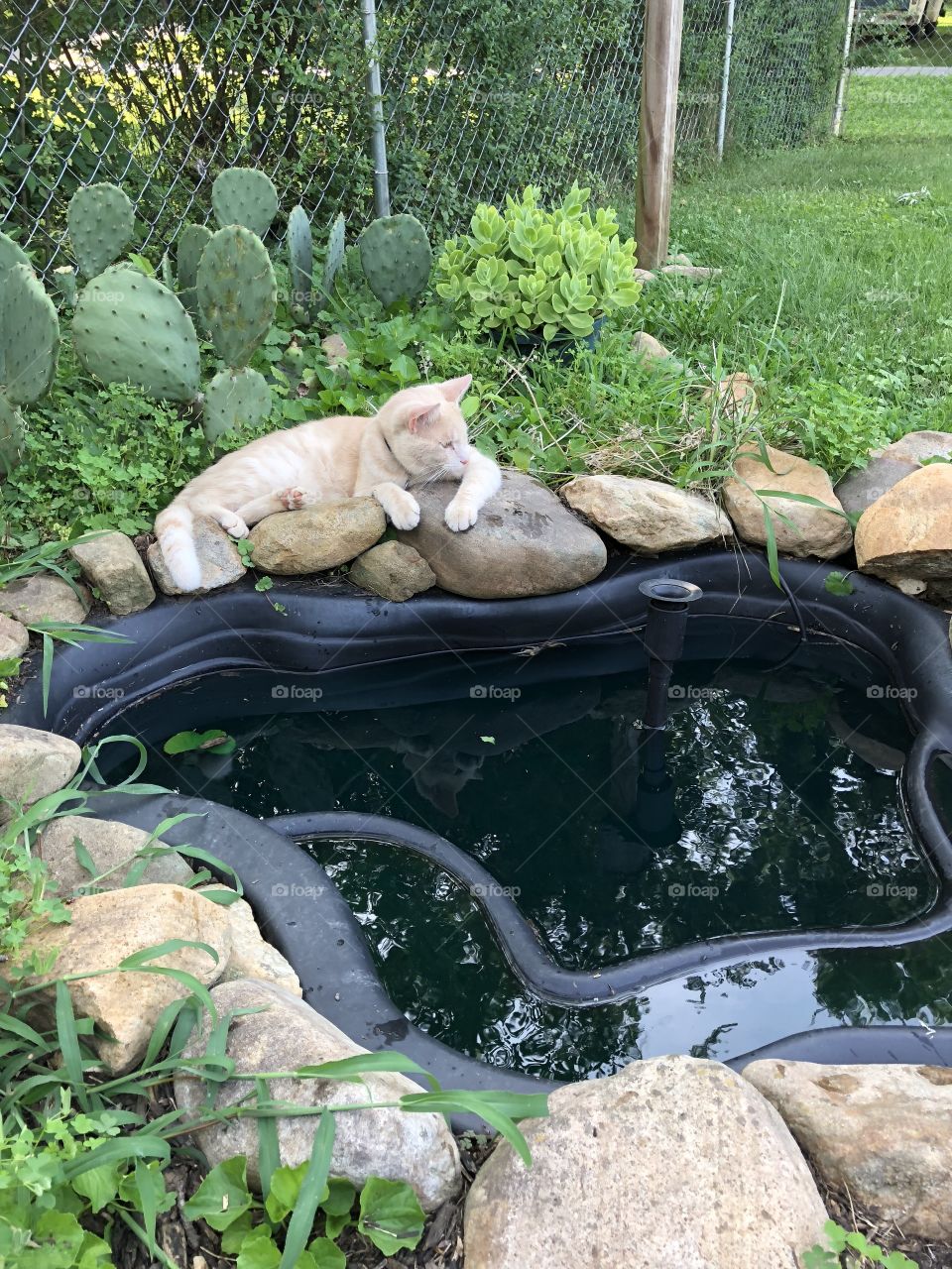 Cat chillin by the pond
