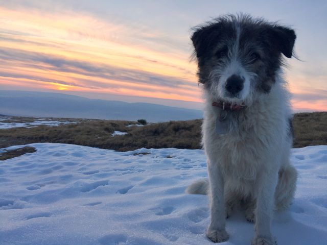 Dog in the snow