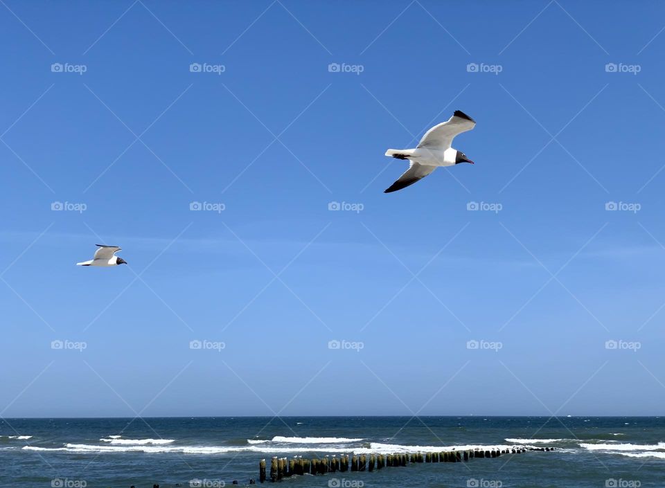 Two seagulls flying over the sea