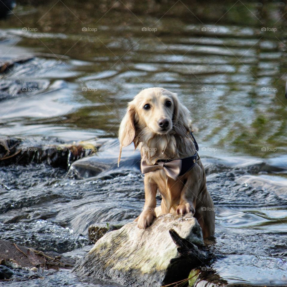 Remy the Champagne Dachshund first swimming lesson