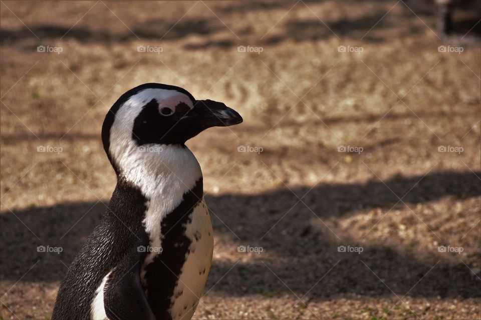 Lonely Penguin / Pinguim Solitário 