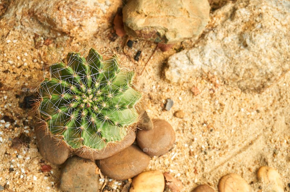 Cactus on sandy background with copy space 