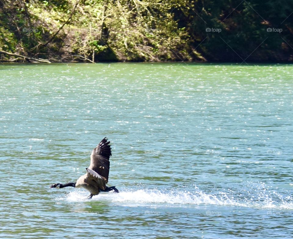 A goose that looks like it’s running on top of the water