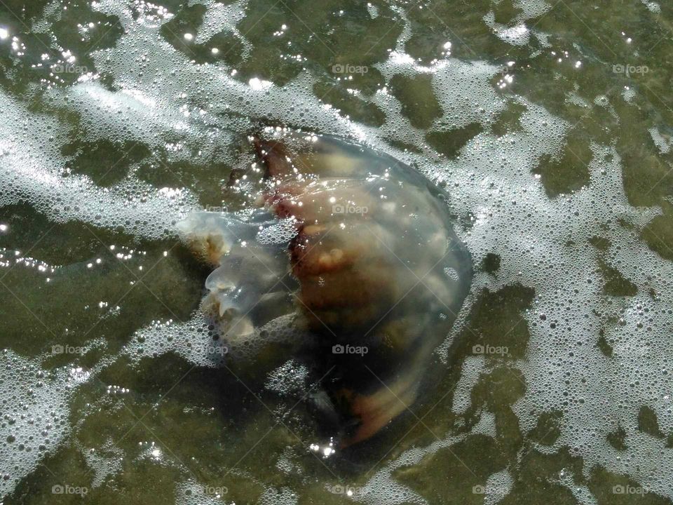 Sullivan's Island Jelly Fish