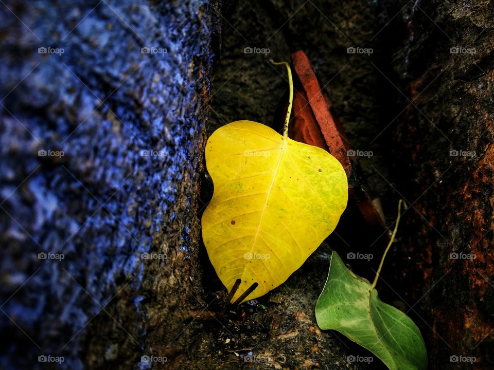 very beautiful lefe this is a autumn