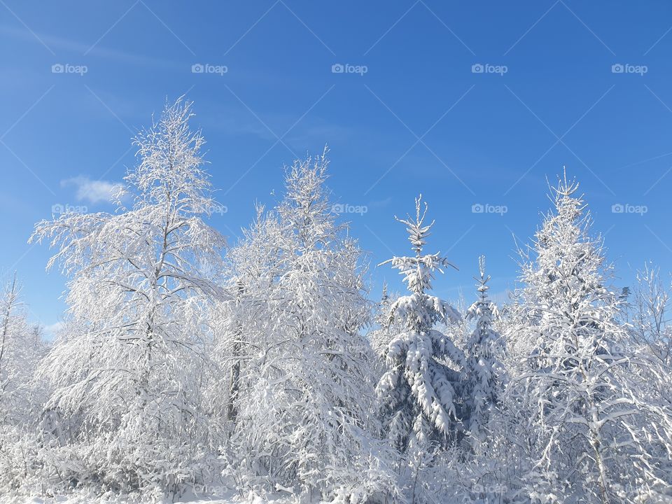trees covered with snow