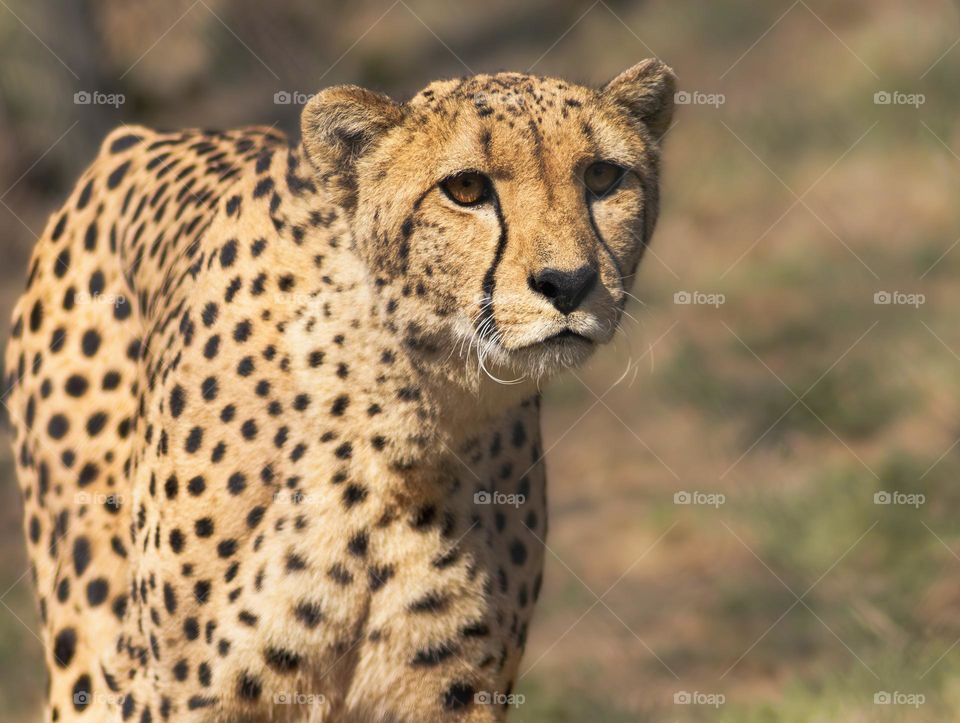 A cheetah with black spots on his yellowy coat