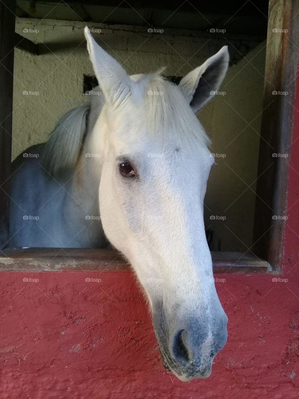 🇺🇸 A horse is always a great friend.  Having a pet like him is a pleasure! / 🇧🇷 Um cavalo sempre é um grande amigo. Ter um animal de estimação como ele é uma satisfação!