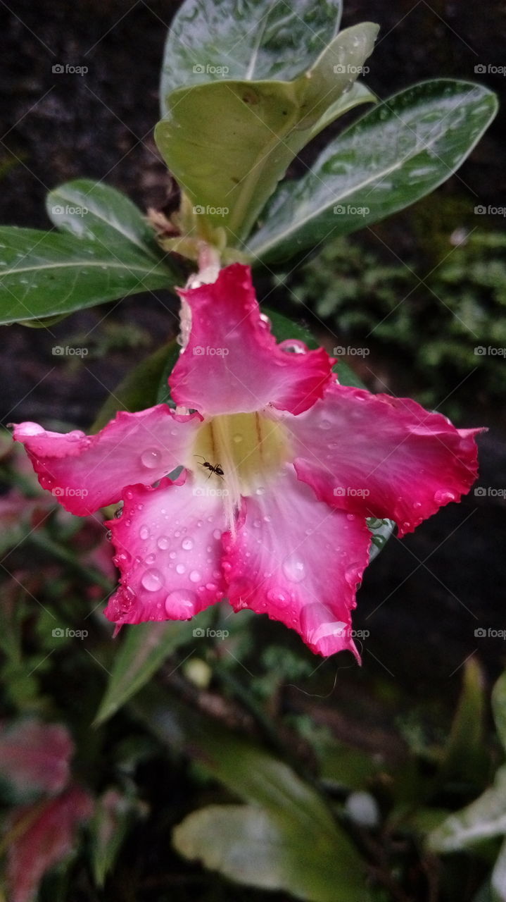 after the rain ( flower and ant )