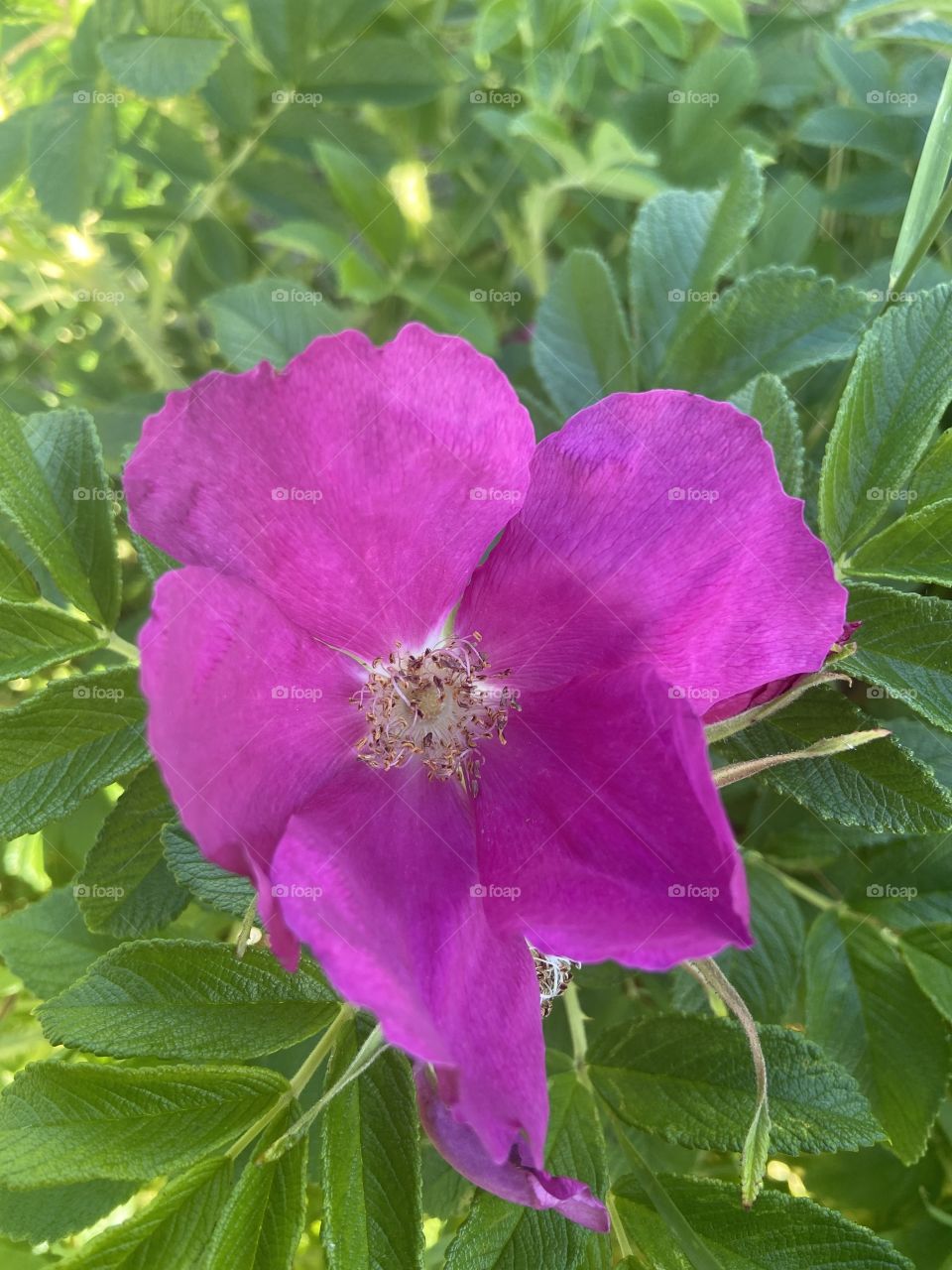 Pretty little flower 🌹