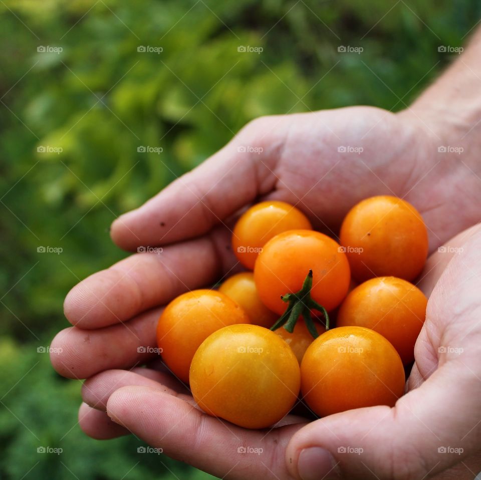 Tomatoes From The Garden 