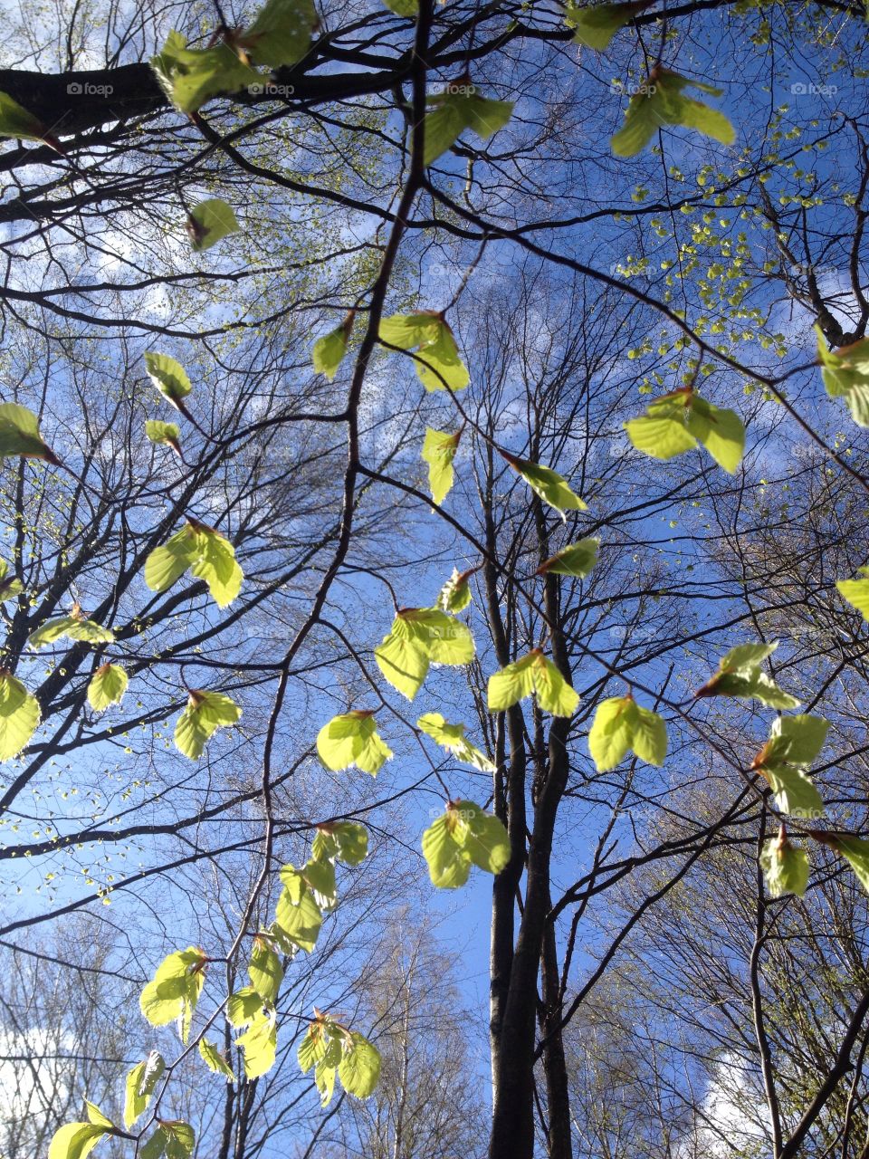 Low angle view of a tree