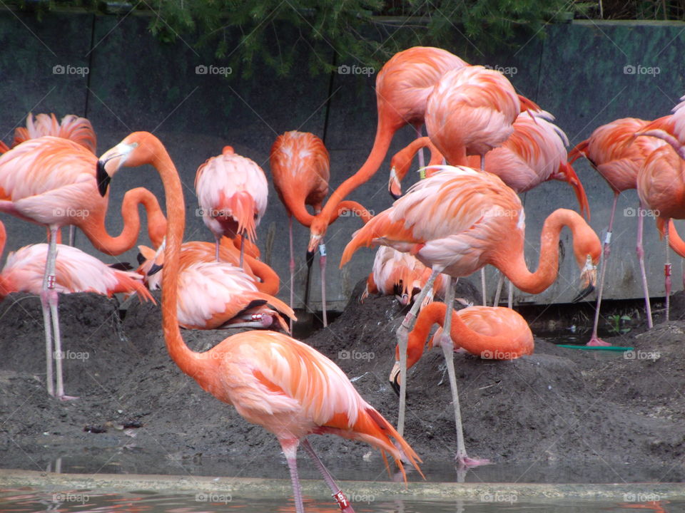 flamingos at Columbus Zoo