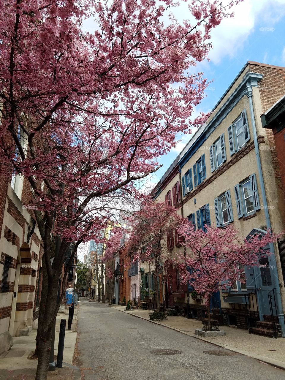 Cherry Blossoms along a street in Philadelphia