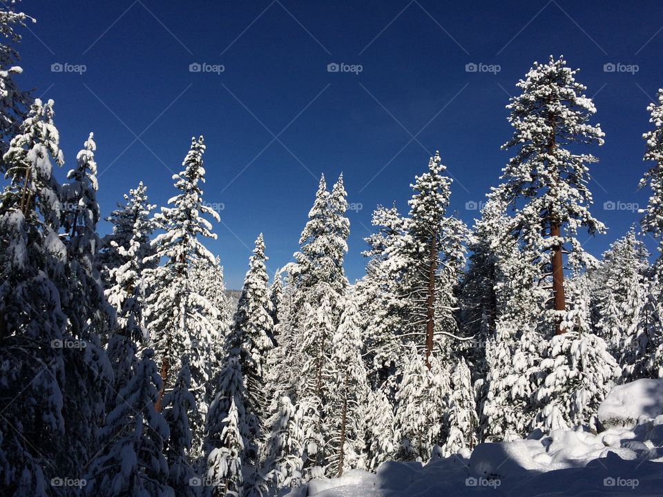 #There are trees among us