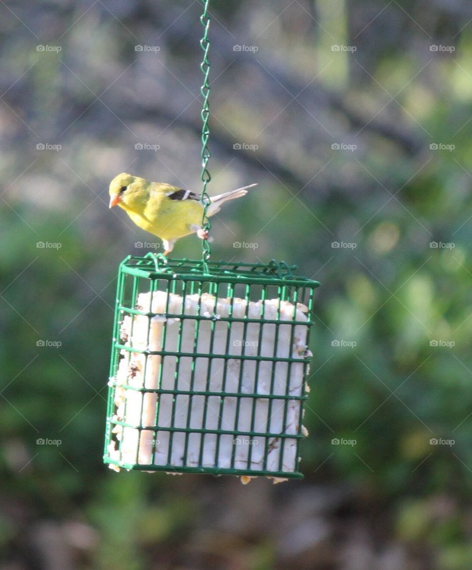 Goldfinch hanging on 