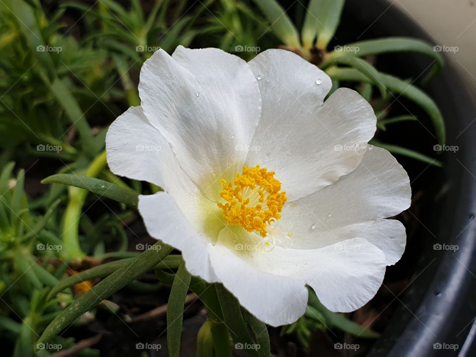 beautiful flowers in my garden