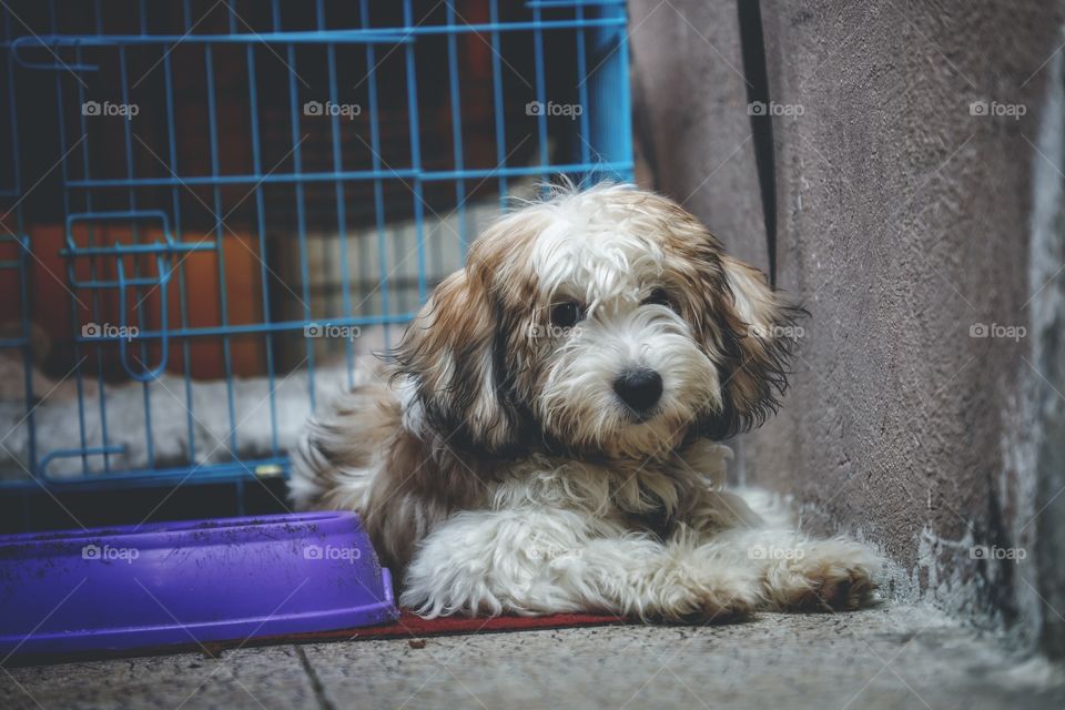 I took this picture to this dog by the Canon 5D Mark four he’s so cute 