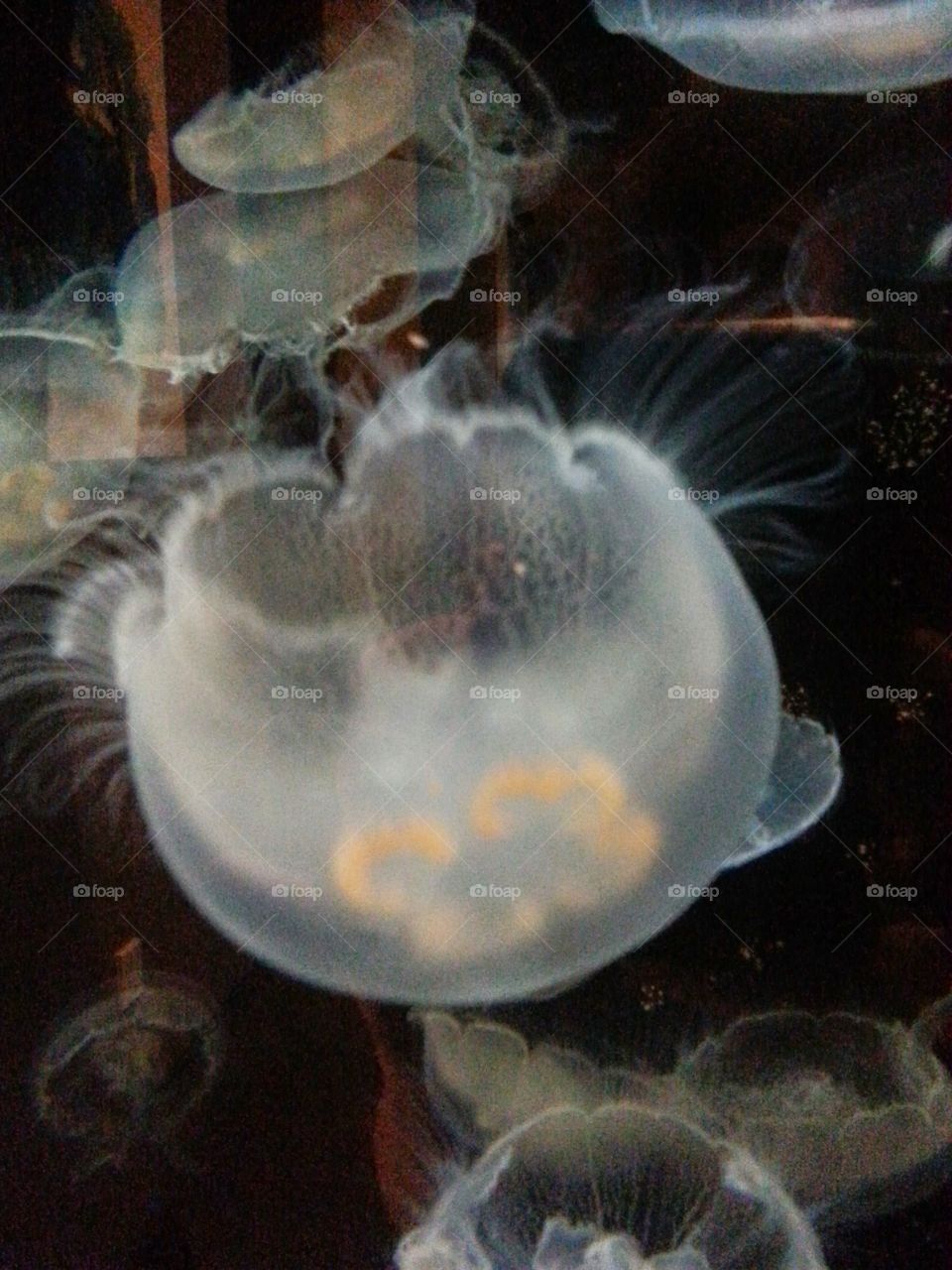 Jellyfish.