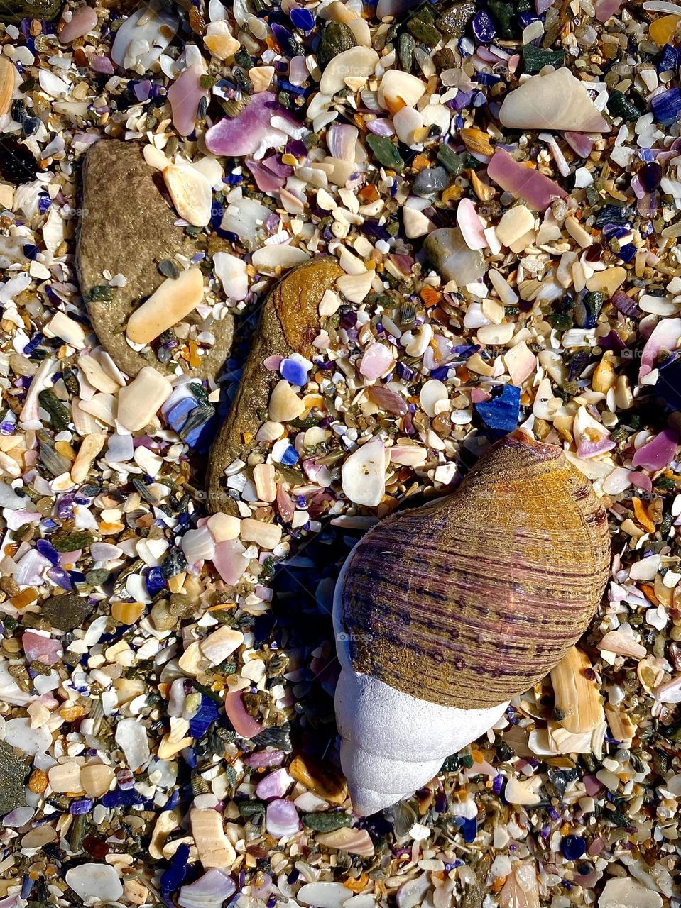 Coloured shell