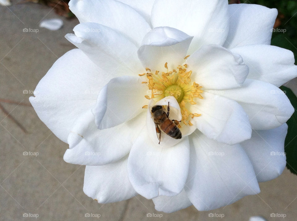 white rose bee by kenglund