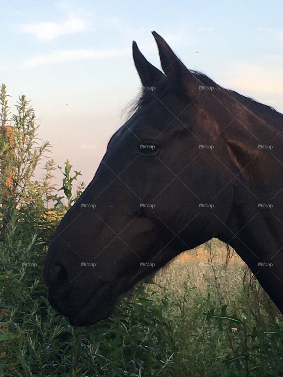 Portret of a horse head 