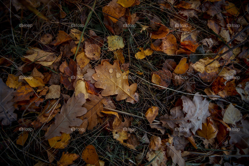 Autumn leaves cover background 