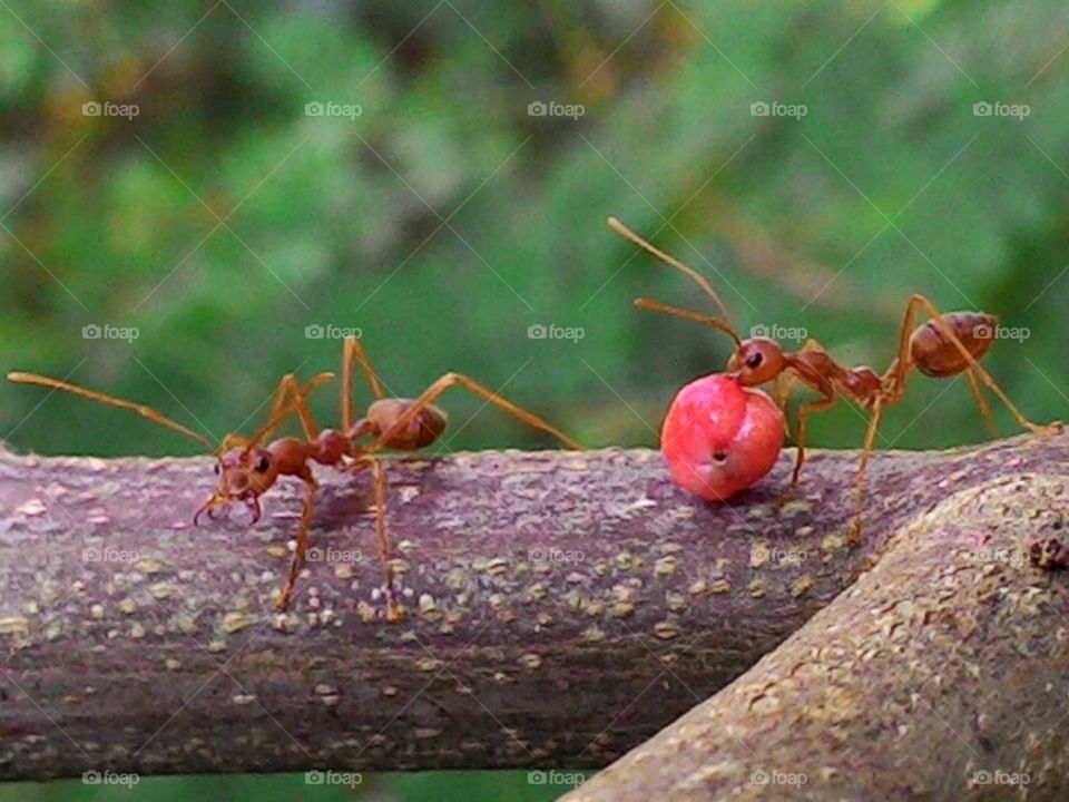 semut merah pekerja.