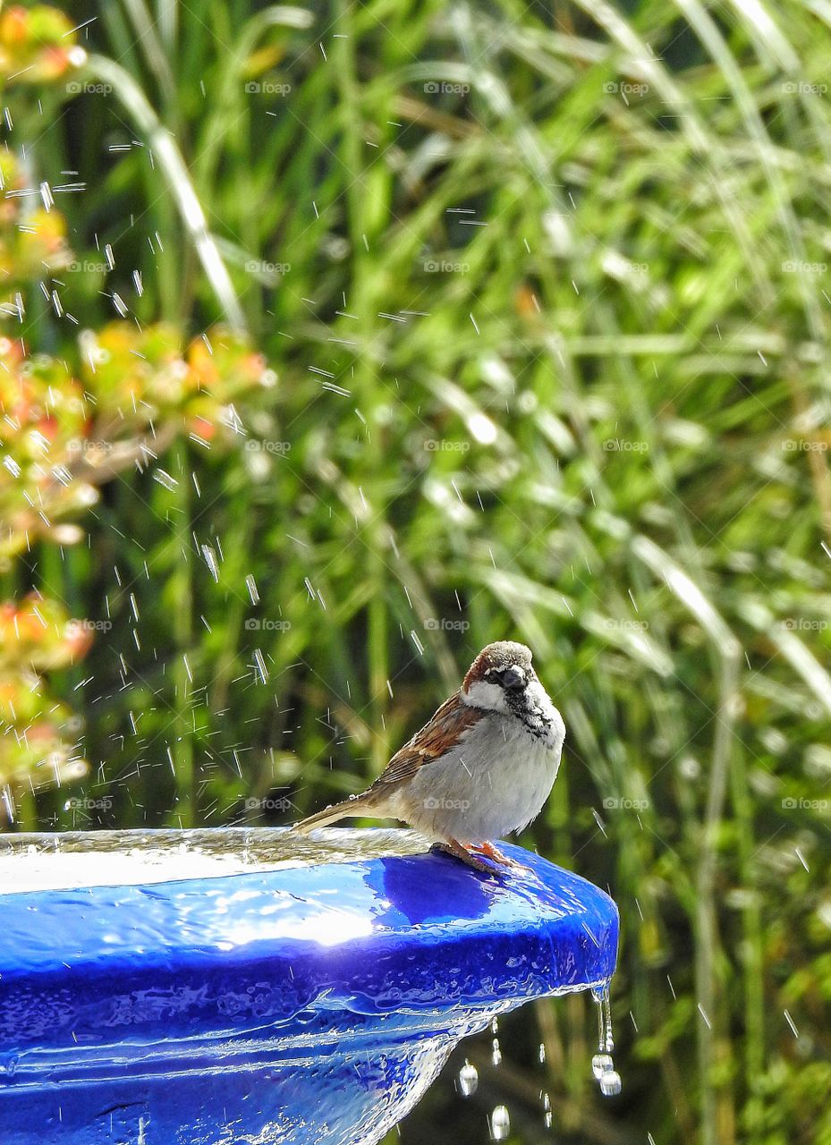 Close-up of sparrow on fountain