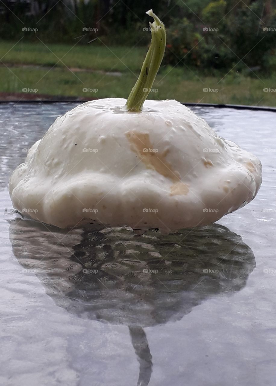 white pumpkin patison