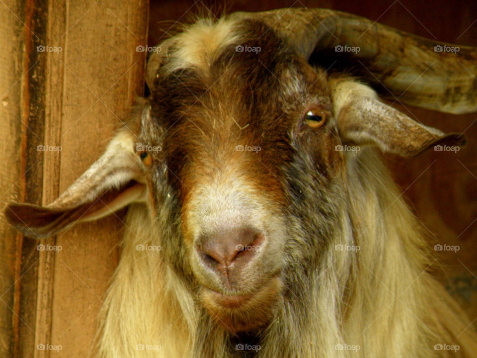 Billy. There is a petting zoo at the horse corral on the island of Hilton Head, South Carolina.