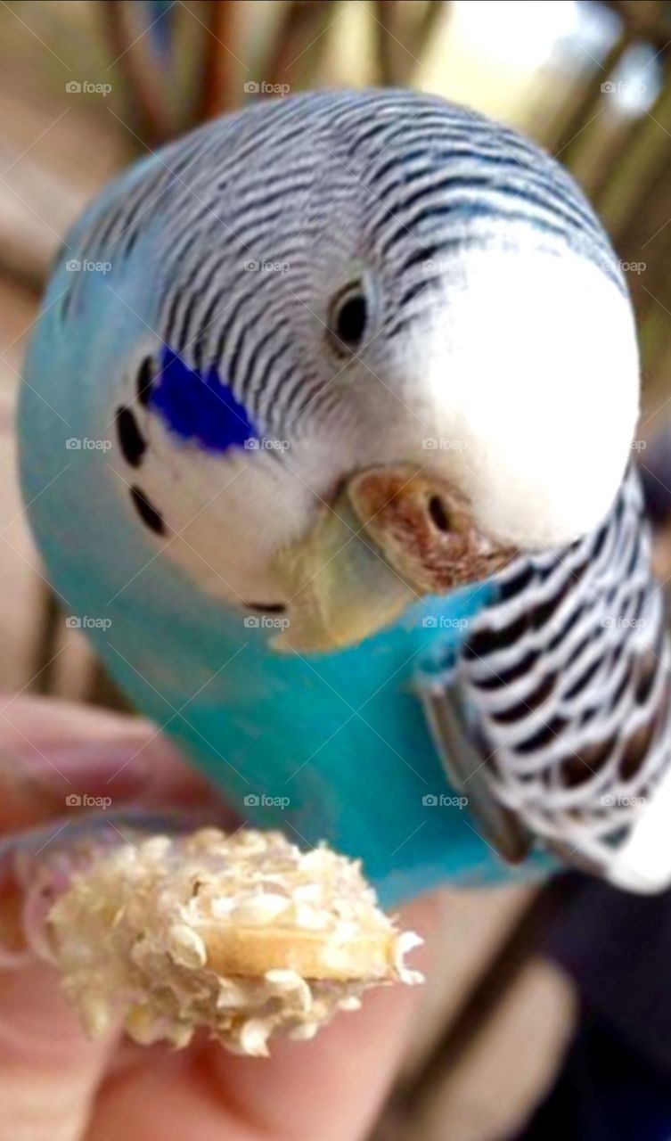 Blue Parakeet. Hand fed Blue Paeakeet at the Gulf Breeze Zoo in Florida