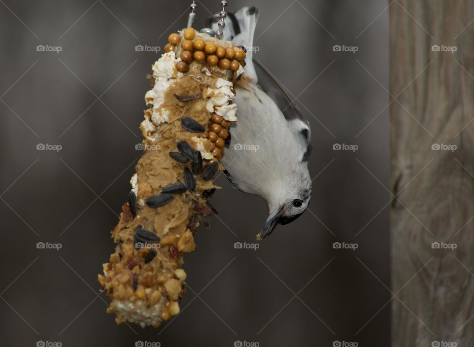 Upside down situations for a Nuthatch 