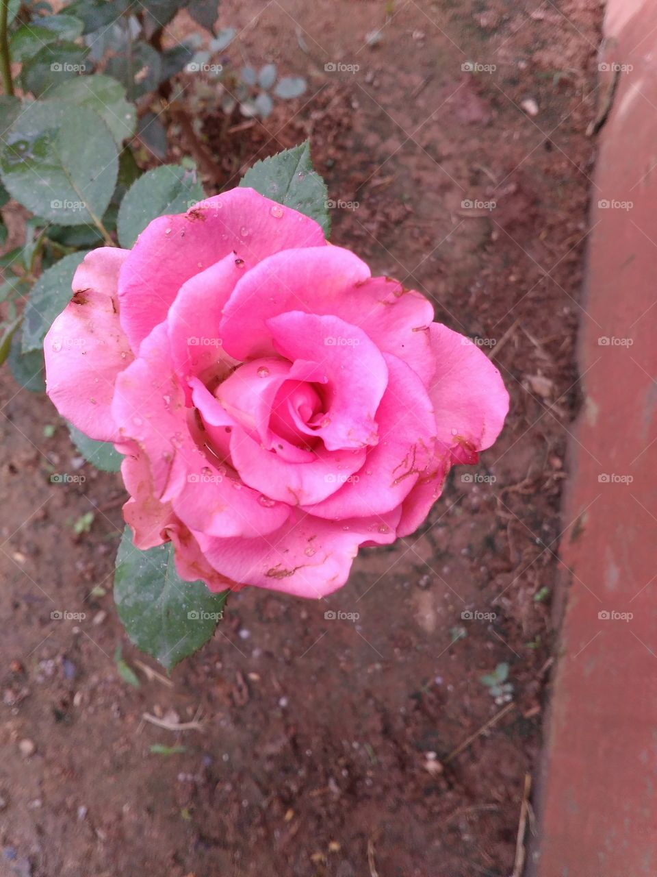My beautiful garden
a beautiful pink rose