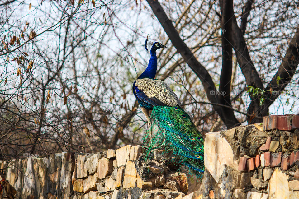 Pavo is a genus of two species in the pheasant family. The two species, along with the Congo peacock, are known as peafowl.