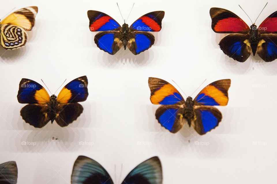 Butterflies on display