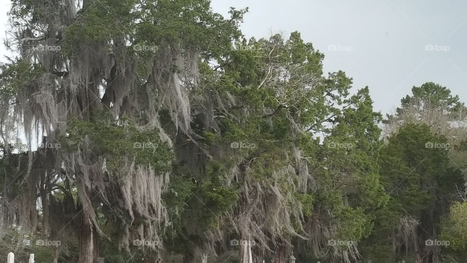 mossy trees