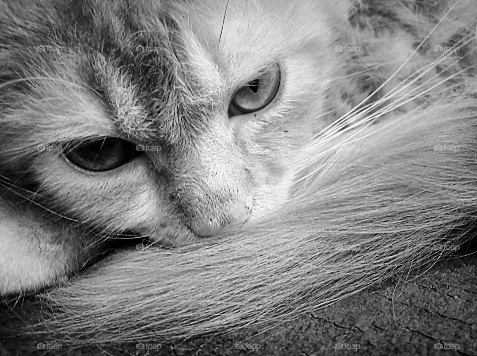 Pussy cat