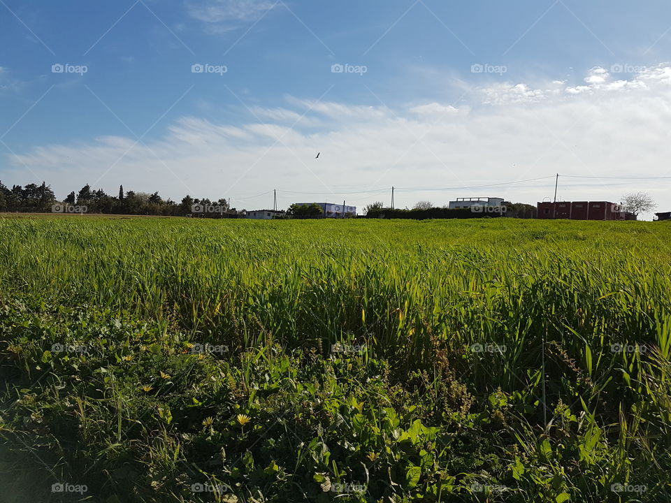 Agricultural fields
