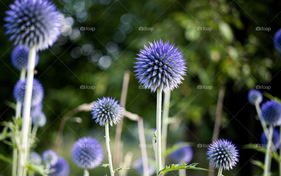 Blue plants