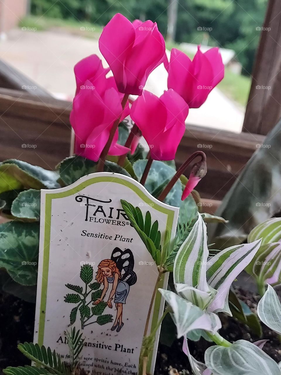 Cyclamen in Fairy Garden