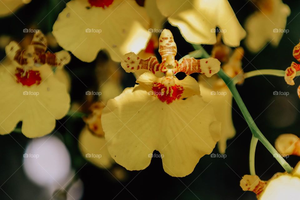 Close up of a orchid flower